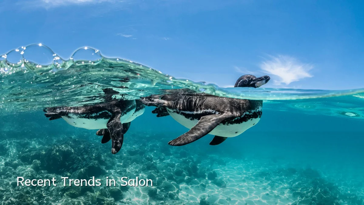 Recent Trends in Salon